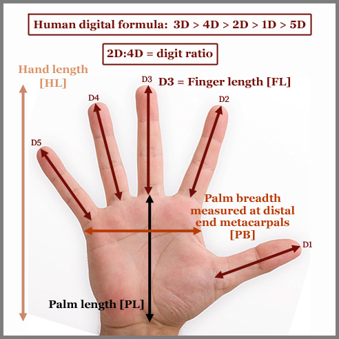 Fingers and Sports: The Unfolding Tale of Digit Ratio! - e-estidotmy