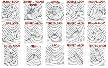 tented arch fingerprint